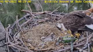 WRDC Eagle Nest Cam 07012022 0819 [upl. by Clarabelle]