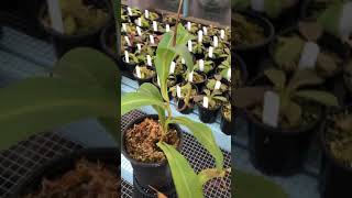 Nepenthes lowii x tentaculata BE3970 ml [upl. by Norby11]