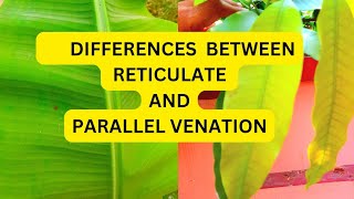 venation leaf  parellal venation  Reticulate venation  MorphologyOfFloweringPlantsClass11 [upl. by Waite148]