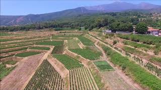 Milo i vigneti dellazienda Barone di Villagrande visti dal drone [upl. by Rosner72]