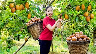 How to Harvesting Sapodilla Fruit Garden Goes To The Market Sell  Cooking  Hanna Daily Life [upl. by Sumer]