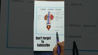 Diagram of Human urinary system  How to draw human urinary system shorts biologywithdiagram48 [upl. by Harleigh125]