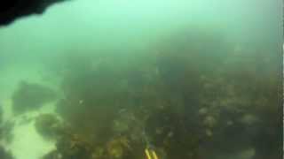 Spearfishing Cronulla  Shark Island [upl. by Ydniw]