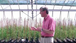 Nitrogen fixing in Medicago at the John Innes Centre [upl. by Affra]