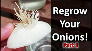 Regrow Onions From Another OnionNeed Proof  Vlog Part 1 of 5 [upl. by Anaujd]