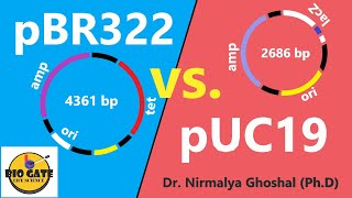 pBR322 vs pUC19 animation cloning csirnet [upl. by Idnic]