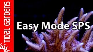 The quotEasy Modequot SPS Aquarium [upl. by Lydon182]