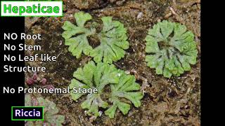 Classification of Bryophytes [upl. by Reagan]