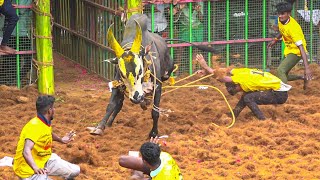 Tennangudi Jallikattu 2024 Videos  தென்னங்குடி ஜல்லிக்கட்டு 2024 Videos [upl. by Ahsinaj606]