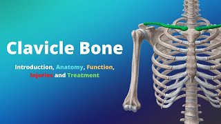 Clavicle Bone Introduction Anatomy Function Injuries and Treatment [upl. by Clynes260]