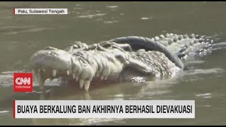 Buaya Berkalung Ban Akhirnya Berhasil Dievakuasi [upl. by Katherina]