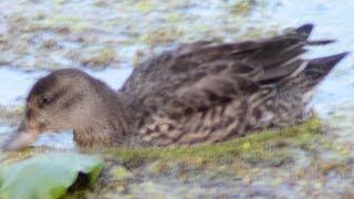 Greenwinged Teal Call [upl. by Atilamrac552]