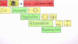 Das Auge  Der Sehvorgang  Biologie  Humanbiologie [upl. by Rosene]