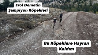 Kahramanmaraş ın Rakımı En Yüksek Olan Ahir Dağında Köpeklerimizle Dağlarda Yürüdük [upl. by Aduhey]