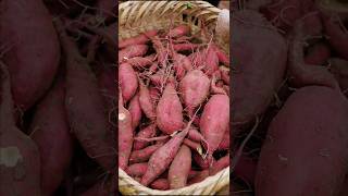 Collection of sweet potatoes and enjoy beautiful nature with rural farming life shorts farming [upl. by Let]