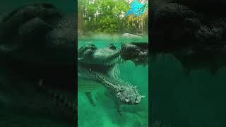 CrocodileDid you see this  animals wildlife crocodile shots [upl. by Teiv]