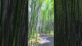 Arashiyama Bamboo Forest [upl. by Anig]