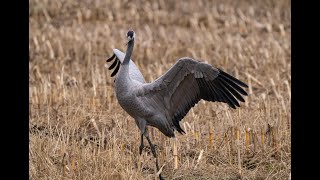 29 October 2024 Cranes near Diepholz Germany [upl. by Hsekar]