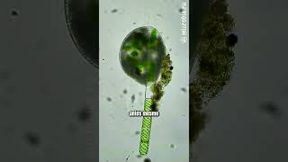 Protozoário guloso devora filamento inteiro de alga microbiologia microorganismos [upl. by Bamford]