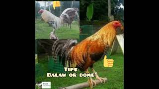 January 132025 Balaw or dome tips Fighting Cock Guidelines [upl. by Ibson]