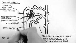 Renal Anatomy 2  Nephron [upl. by Dloraj]