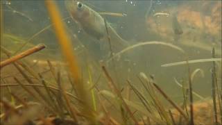 Mosquitofish Gambusia sp Samos Greece [upl. by Suissac]