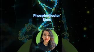 How Phosphodiester bond is synthesised csir neet neetbiology iitjamgatb gate molecularbiology [upl. by Marentic644]