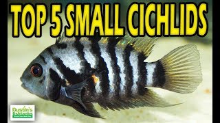 Small Cichlids TOP 5 SMALL CICHLIDS Aquarium Fish [upl. by Anaes616]