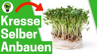 Kresse Anbauen mit Watte ✅ ULTIMATIVE ANLEITUNG Wie Gartenkresse Samen Säen Pflanzen amp Ernten [upl. by Ashla]