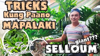 TRICKS ON GROWING GIANT SELLOUM PLANTS PLANT CARE TIPS amp PROPAGATIONS [upl. by Eimile]