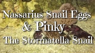 Nassarius Snail Eggs amp Pinky the Stormatella Snail [upl. by Myriam291]