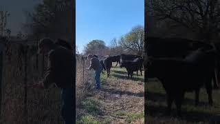 Neighbor meeting Neighbors cattle cattlefarm subscribers farmlife farming [upl. by Tzong]