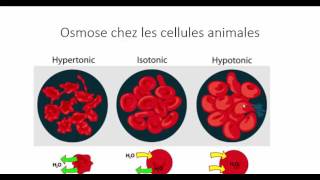 فيديو جديدأسرع و أبسط طريقة لفهم خصائص الأوسموز الجزء الثاني losmose chez les cellules animales [upl. by Damicke160]