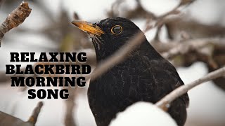 Blackbird Morning Song Relaxing and Soothing [upl. by Arikal42]