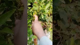 Lemon home garden harvesting nature kitchengarden naturesounds youtube viral shorts [upl. by Goodden]