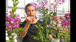 TOUT SAVOIR SUR DEUX DENDROBIUM TRÈS FACILES botanique culture entretien rempotage [upl. by Weatherley]