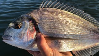 Gilthead Bream  How to catch Bream  Sea Fishing UK [upl. by Uel]