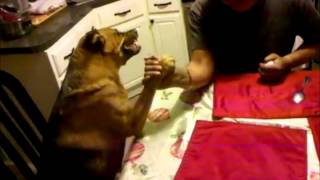 Guiles Theme Goes With Everything  Arm Wrestling Dog [upl. by Peery59]