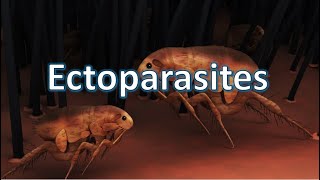 Ectoparasites  Ticks Mites Fleas Bugs Lice [upl. by Acila624]