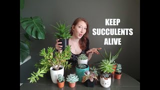 SUCCULENTS FOR BEGINNERS  TIPS FOR GROWING SUCCULENTS INDOORS  SUCCULENT PLANT CARE TRICKS [upl. by Filia]