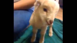 Little baby goat screaming  really funny [upl. by Acassej]