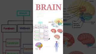 BRAIN  Midbrain  Hindbrain parts  Their function   In summary form 2 [upl. by Goldner]