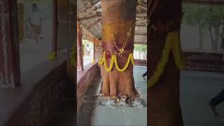 Satyaloka Golden Rock Amma Bhagavan Temple [upl. by Bathesda]