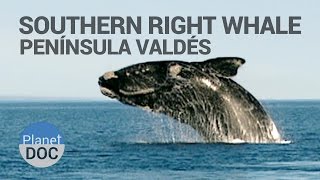 Southern Right Whales in Peninsula Valdés  Nature  Planet Doc Full Documentaries [upl. by Merta]