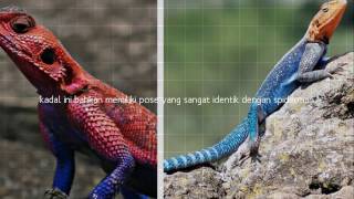 Kadal Spiderman  Mwanza Flat Headed Agama Lizard [upl. by Adnaval]