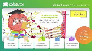 Aufbau der Netzhaut Biologie – inkl Funktion von Nerven amp Lichtsinneszellen [upl. by Mehalick]