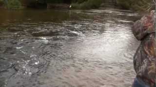 SALMON FISHING THE BETSIE RIVER  HOMESTEAD DAM  10092012  By Norm amp Kathleen Rasmussen [upl. by Greenland124]