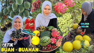 Petik buah segar dikebun  panen buahbuahan [upl. by Narud]