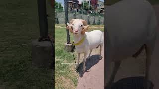 vilayati sheep mashallah viral shortvideo youtubeshorts trendingshorts hyderabadibakra vilayat [upl. by Sophi]