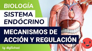 Sistema endocrino  Mecanismos de acción y regulación hormonal  Biología  digiSchool [upl. by Enimzzaj915]